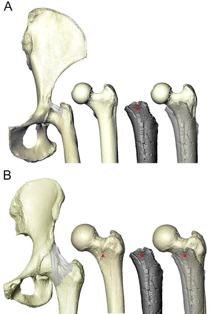 Жинхэнэ хүн болсон үеийг тогтоожээ